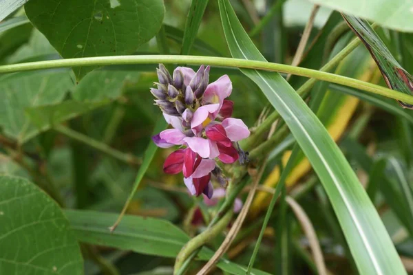 Flores Kudzu Kudzu Una Planta Vid Perenne Fabaceae Que Utiliza —  Fotos de Stock