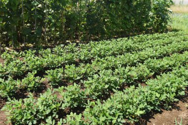 Fıstık ekimi. Mayıs veya Haziran aylarında fıstık ekilebilir ve Ekim aylarında hasat edilebilir.