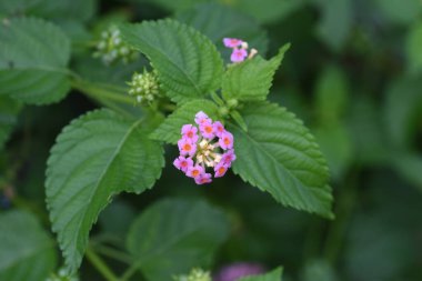 Lantana çiçekleri. Verbenaceae bitkileri. Çiçek açma zamanı mayıstan ekime kadardır..