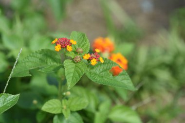 Lantana çiçekleri. Verbenaceae bitkileri. Çiçek açma zamanı mayıstan ekime kadardır..