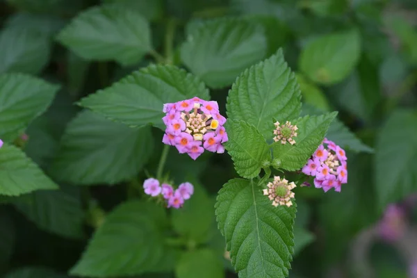 Цветы Лантаны Verbenaceae Evergreen Plants Время Цветения Мая Октябрь — стоковое фото