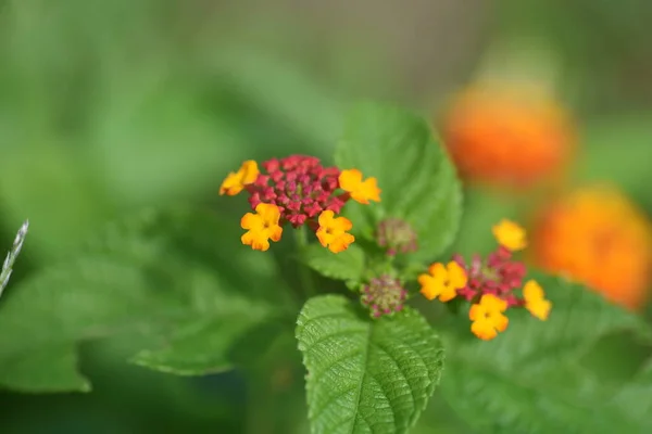 Цветы Лантаны Verbenaceae Evergreen Plants Время Цветения Мая Октябрь — стоковое фото