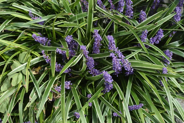 Big Blue Lilyturf Flowers Asparagaceae Perennial Grass Ornamental Medicinal — Stock Photo, Image