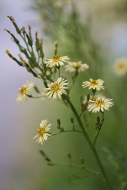 Lactuca indica çiçekleri. Asteraceae bitkileri. Çiçek açma mevsimi Ağustos 'tan Kasım' a kadardır..