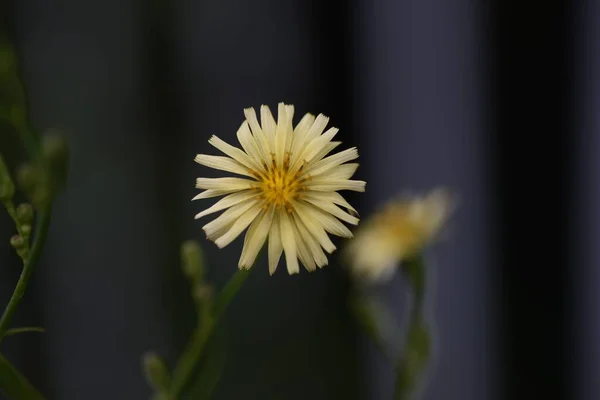 Цветы Индийской Лактуки Растения Asteraceae Цветочный Сезон Августа Ноябрь — стоковое фото