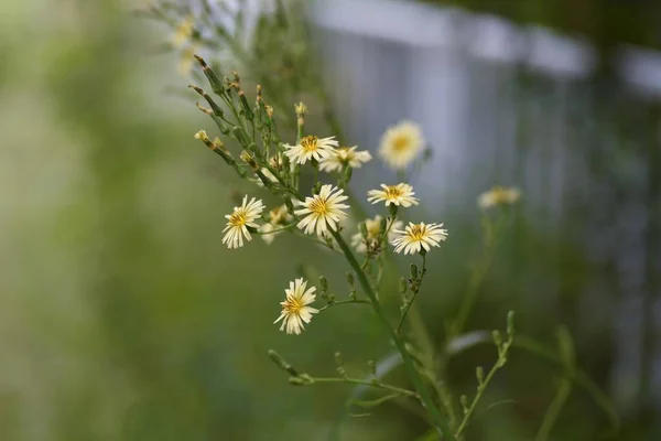 Lactuca Indica Virág Asteraceae Növények Virágzási Időszak Augusztustól Novemberig Tart — Stock Fotó