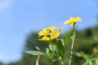 Kudüs enginar çiçekleri. Kudüs enginarı inulin içeren yumrusu sağlıklı gıdalar olan bir Asteraceae daimi bitkisidir..