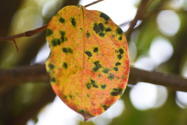 Hurmanın güz yaprakları. Ebenaceae yapraklı meyve ağaçları.