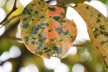 Hurmanın güz yaprakları. Ebenaceae yapraklı meyve ağaçları.