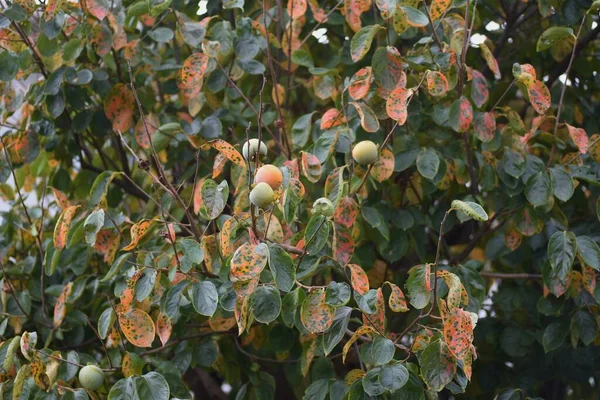 Folhas Outono Cáqui Ebenaceae Árvores Frutíferas Decíduas — Fotografia de Stock
