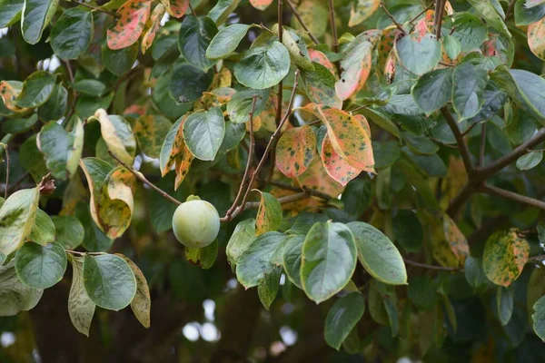 柿の秋の葉 枝豆科落葉樹 — ストック写真