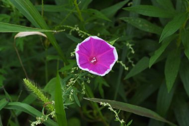 Japon sabah çiçekleri. Yıllık asma bitkilerini de ekleyin. Tohumlar ham uyuşturucular için kullanılır..