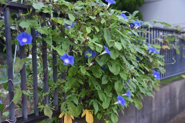 Japanischer Morgenruhm Blüht Convolvulaceae Einjã Hrige Rebenpflanzen Saatgut Wird Für — Stockfoto