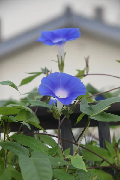 Japanse Ochtend Glorie Bloemen Convolvulaceae Jaarlijkse Wijnstokken Zaden Worden Gebruikt — Stockfoto