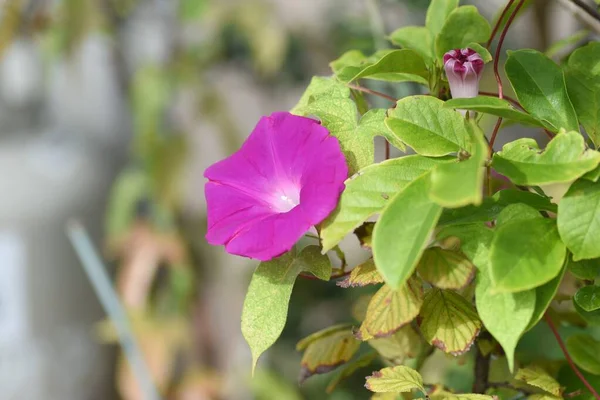 Japanischer Morgenruhm Blüht Convolvulaceae Einjã Hrige Rebenpflanzen Saatgut Wird Für — Stockfoto