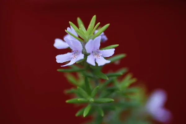 Parti Rozmaring Westrungia Virágok Lamiaceae Örökzöld Cserje Ausztráliában Őshonos Tengerparti — Stock Fotó