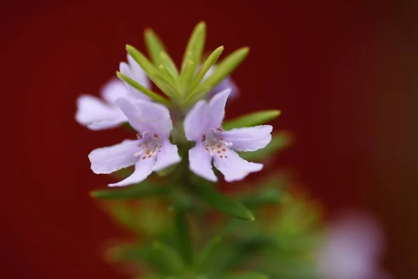 Parti Rozmaring Westrungia Virágok Lamiaceae Örökzöld Cserje Ausztráliában Őshonos Tengerparti — Stock Fotó