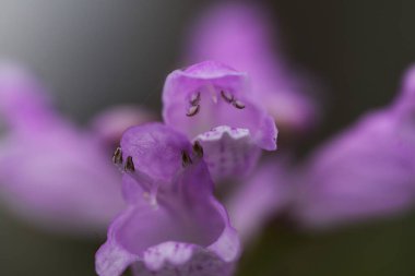 Sahte ejderha başlı çiçekler. Lamiaceae bitkisi. Soluk pembe dudak şekilli çiçekler Ağustos 'tan Eylül' e kadar gelir..