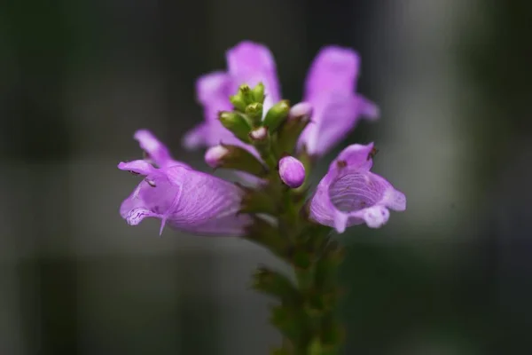 Hamis Sárkányfejű Virágok Lamiaceae Évelő Növény Halvány Rózsaszín Ajak Alakú — Stock Fotó