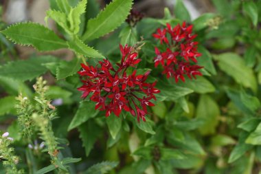 Mısır yıldız kümesi çiçekleri. Lubiaceae tropikal bitkileri.