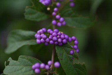 Yazın mor böğürtlen açar ve sonbaharda güzel mor böğürtlen üretir. Verbenaceae yaprak döken çalı.