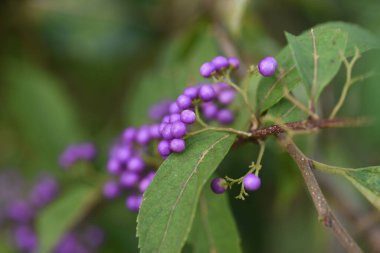 Yazın mor böğürtlen açar ve sonbaharda güzel mor böğürtlen üretir. Verbenaceae yaprak döken çalı.