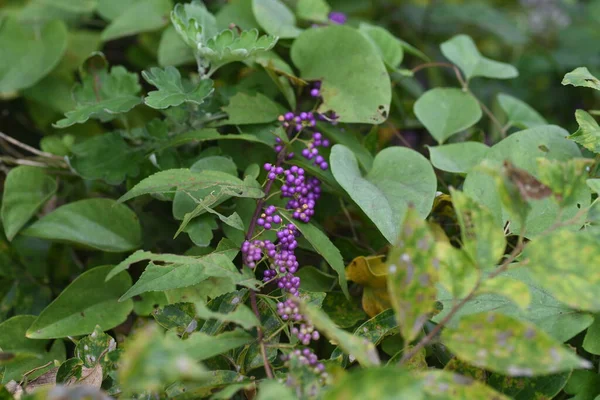 Purple Beautyberry Florescer Verão Produzir Belas Bagas Roxas Outono Verbenaceae — Fotografia de Stock