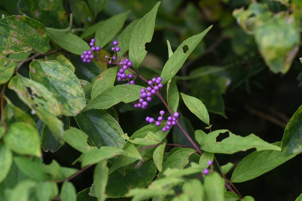 Purple Beautyberry Florecen Verano Producen Hermosas Bayas Moradas Otoño Verbenaceae —  Fotos de Stock