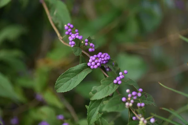 Fialový Květ Krásy Létě Produkují Krásné Fialové Bobule Podzim Verbenaceae — Stock fotografie