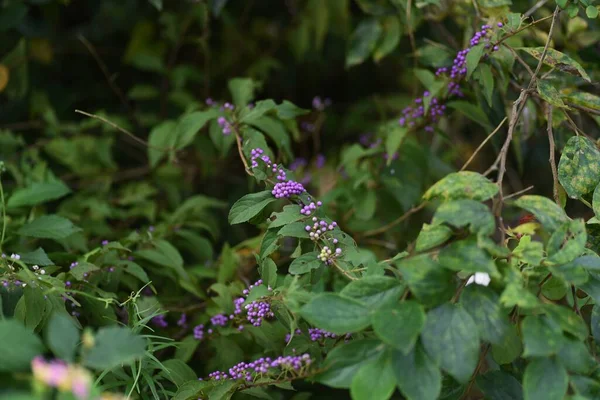Lila Beeren Blühen Sommer Und Bringen Herbst Wunderschöne Violette Beeren — Stockfoto
