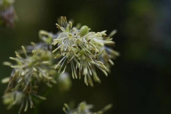 Thalictrum Mínusz Virágok Ranunculaceae Évelő Gyógynövény Virágzás Júliustól Szeptemberig — Stock Fotó
