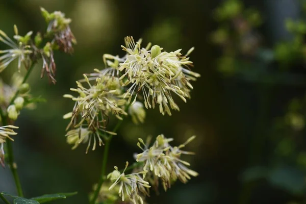 Thalictrum Moins Les Fleurs Ranunculaceae Plante Médicinale Vivace Floraison Juillet — Photo