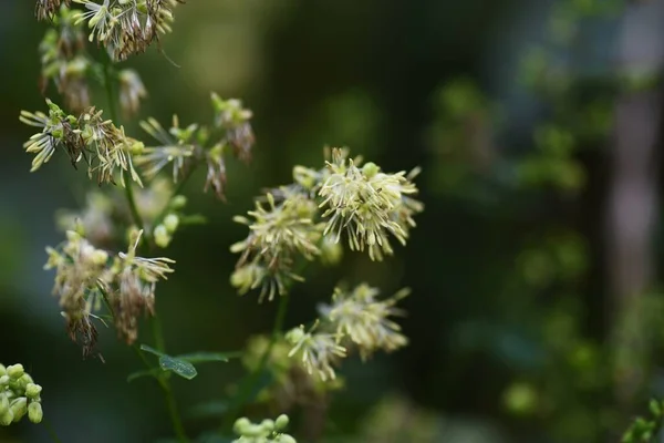 サリクトリウム ラン科の多年生薬草 開花は7月9月です — ストック写真