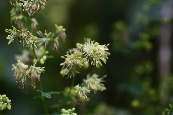 Таликтр Минус Цветы Ranunculaceae Многолетние Лекарственные Травы Цветение Июля Сентябрь — стоковое фото