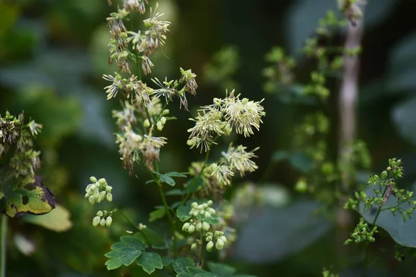 Thalictrum Flowers Ranunculaceae Perennial Medicinal Herb Flowering July September — Stock Photo, Image