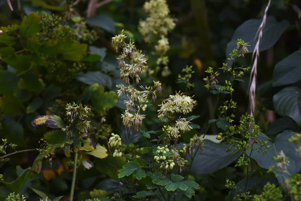 Thalictrum Flowers Ranunculaceae Perennial Medicinal Herb Flowering July September — Stock Photo, Image