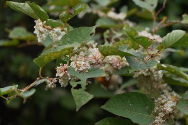Japon düğümlü çiçekleri. Poligonaceae uzun ömürlü bitkileri. Yazdan sonbahara kadar beyaz çiçekler açar ve ilkbaharda genç filizler yenilebilir ve kökleri de şifalıdır..