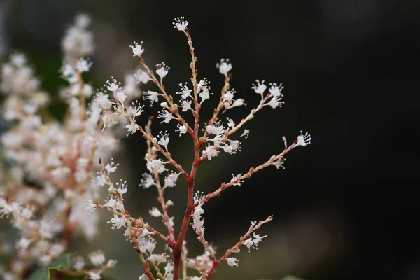 Japán Csomós Virág Polygonaceae Évelő Növények Fehér Virágok Virágoznak Nyártól — Stock Fotó