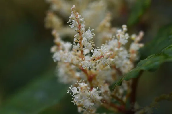 日本のくさびの花 夏秋に白い花を咲かせ 春の若芽が食用となり根が薬用となります — ストック写真