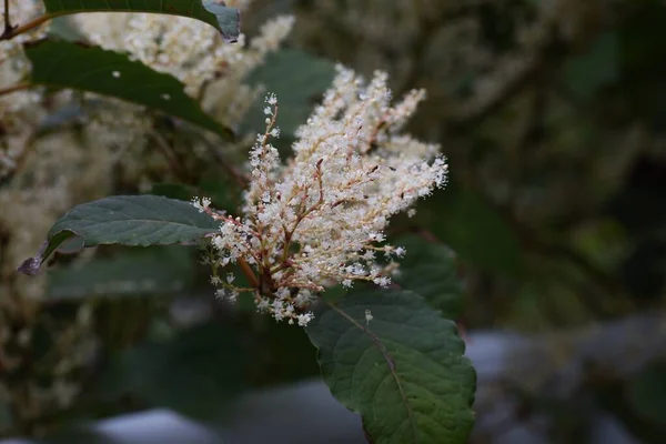 Flores Knotweed Japonesas Polygonaceae Plantas Perenes Flores Brancas Florescem Verão — Fotografia de Stock