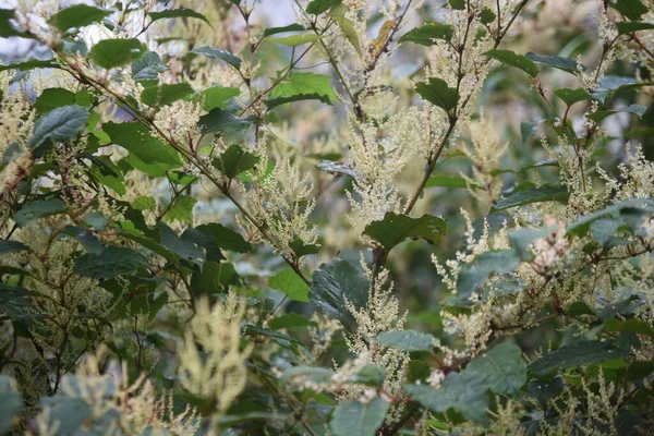 Flores Knotweed Japonesas Polygonaceae Plantas Perenes Flores Brancas Florescem Verão — Fotografia de Stock