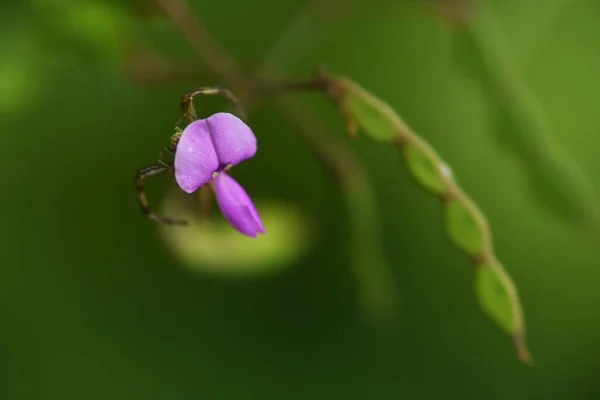 Narrow Leaved Vetch Fabaceae Annual Vine Plants — Stock Photo, Image