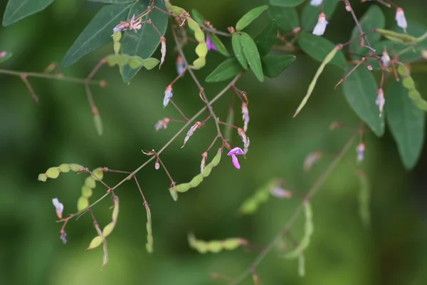 Schmalblättrige Wicken Fabaceae Einjährige Rebengewächse — Stockfoto