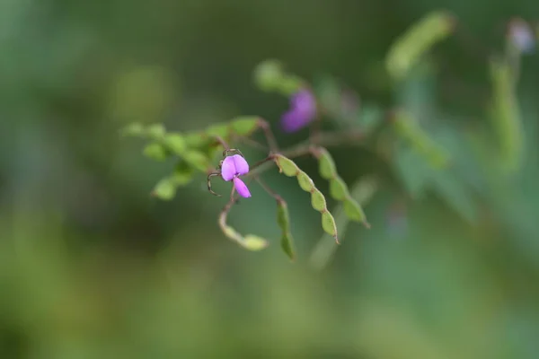 Narrow Leaved Vetch Fabaceae Annual Vine Plants — Stock Photo, Image