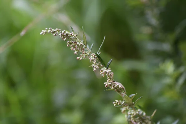 Japanische Beifuß Blüten Asteraceae Dauergras Wildgemüse Und Pflanzliches Medizinmaterial — Stockfoto
