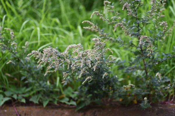 Fleurs Armoise Japonaise Asteraceae Herbe Vivace Légumes Sauvages Plantes Médicinales — Photo