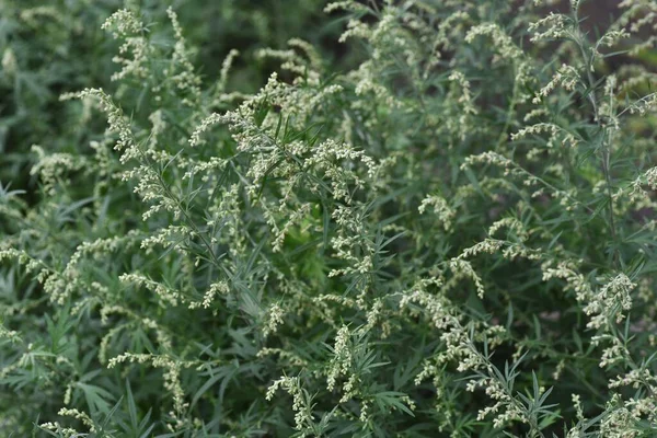 Japán Mugwort Virágok Asteraceae Évelő Vadon Termő Zöldségek Gyógynövénykészítmények — Stock Fotó