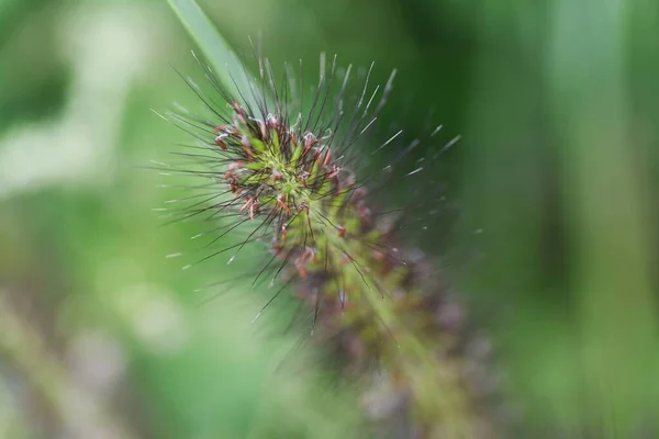 Dwerg Fontein Gras Pieken Poaceae Meerjarige Gras Het Een Onkruid — Stockfoto