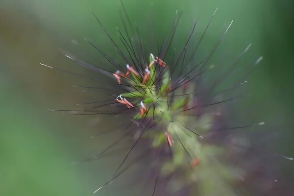 Törpe Szökőkút Tüskék Poaceae Évelő Egy Gyakran Látható Szélén Funkciók — Stock Fotó