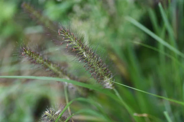 矮人喷泉的草尖 多年生草科植物 这是一种常见于路边的杂草 有刷状的尖刺 — 图库照片